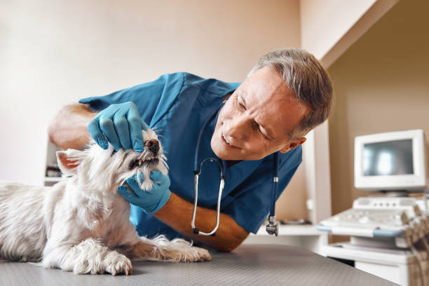 Best Weekend Emergency Dentist in Conroe, TX
